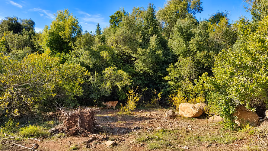 PARCELA DE AGRADO DE 6.000 M² EN COREL, SAN CLEMENTE