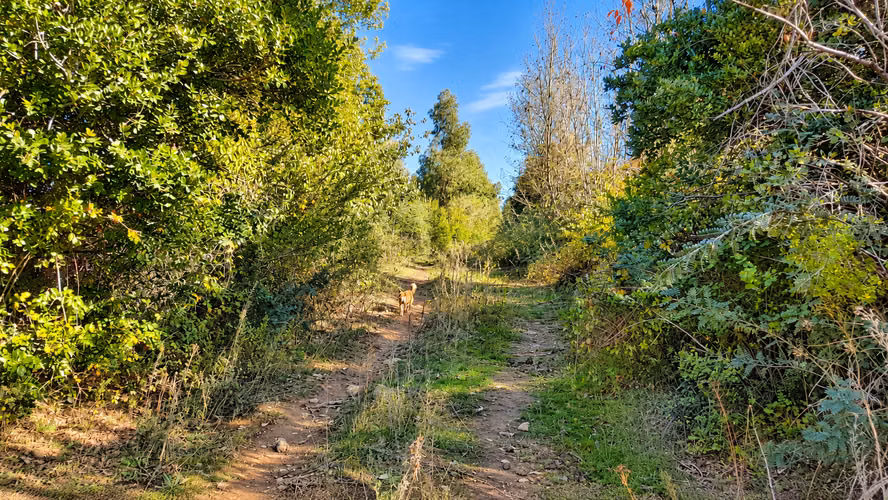 PARCELA DE AGRADO DE 6.000 M² EN COREL, SAN CLEMENTE