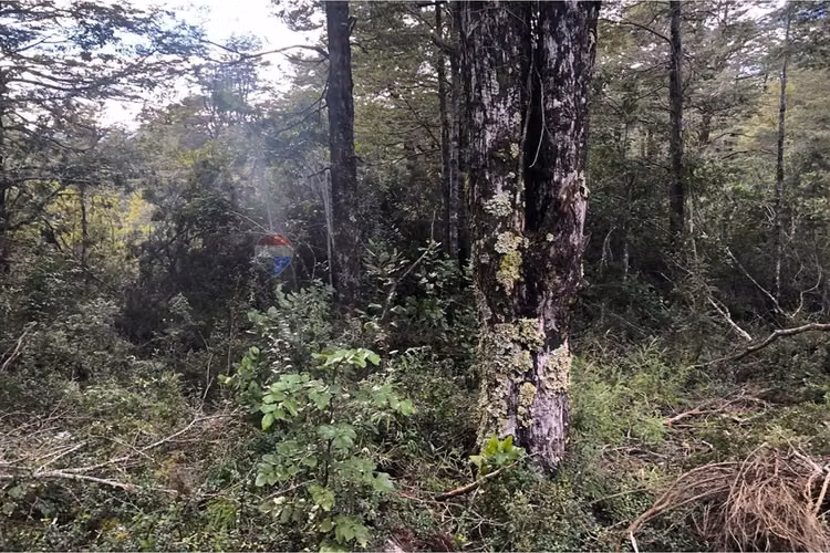 Parcela en venta bosque pucón – sector los nevados - Imagen 19