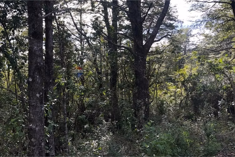 Parcela en venta bosque pucón – sector los nevados - Imagen 8