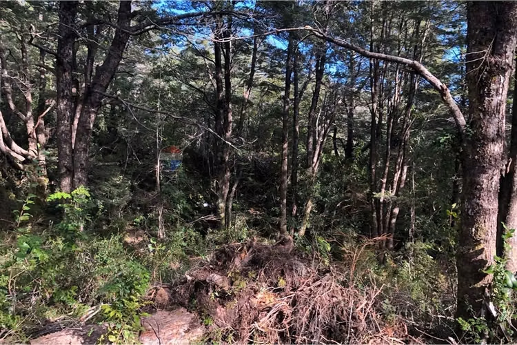 Parcela en venta bosque pucón – sector los nevados - Imagen 10