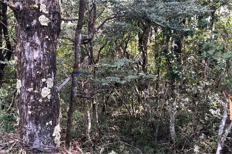 Parcela en venta bosque pucón – sector los nevados - Imagen 11