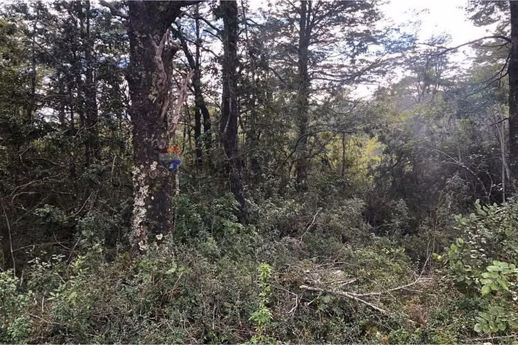Parcela en venta bosque pucón – sector los nevados - Imagen 6