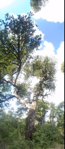 Terreno, Termas de Chillán, Las Trancas, 2.000m2 - Imagen 2