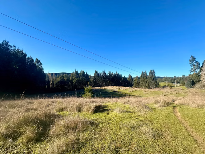 CAMPO DE 4 HECTÁREAS CON EUCALIPTOS  EN LA UNIÓN