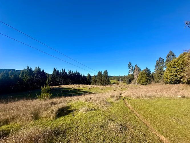 CAMPO DE 4 HECTÁREAS CON EUCALIPTOS  EN LA UNIÓN