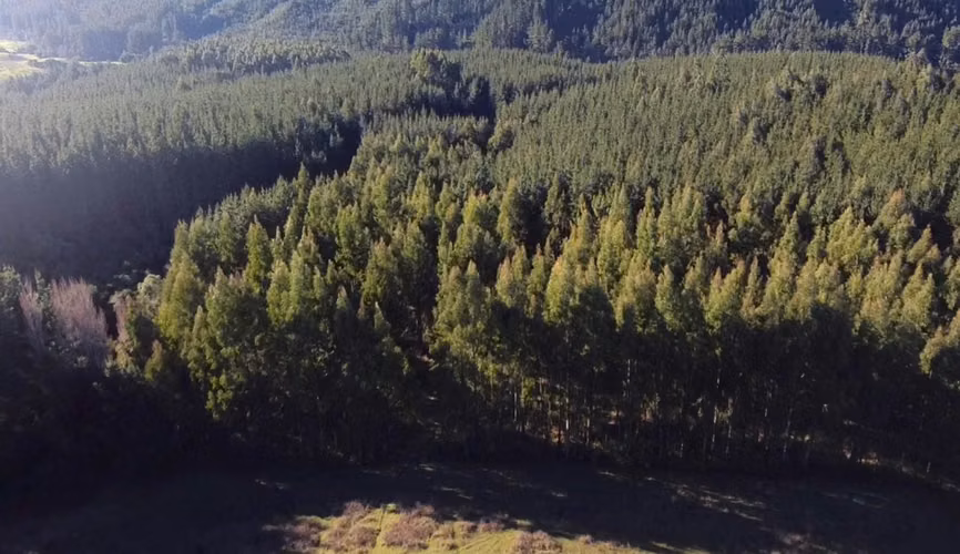 CAMPO DE 4 HECTÁREAS CON EUCALIPTOS  EN LA UNIÓN