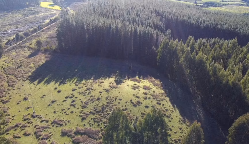 CAMPO DE 4 HECTÁREAS CON EUCALIPTOS  EN LA UNIÓN