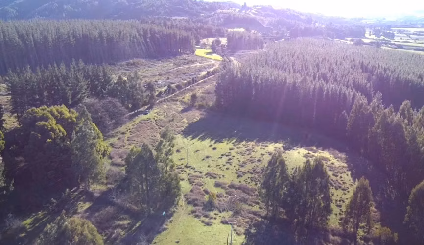 CAMPO DE 4 HECTÁREAS CON EUCALIPTOS  EN LA UNIÓN