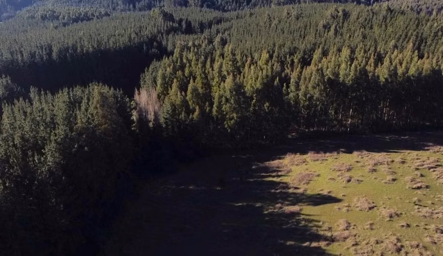 CAMPO DE 4 HECTÁREAS CON EUCALIPTOS  EN LA UNIÓN
