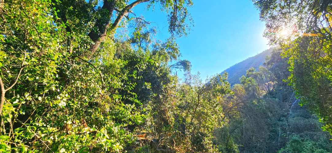 Parcela 10.446 m² con bosque nativo - Imagen 13