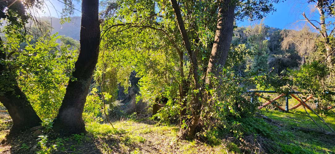 Parcela 10.446 m² con bosque nativo - Imagen 9