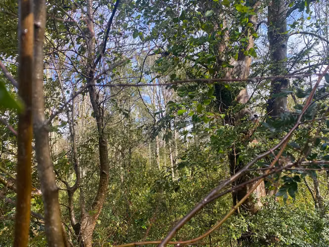 Se vende terreno a 15 kms de  Licán Ray - Imagen 9