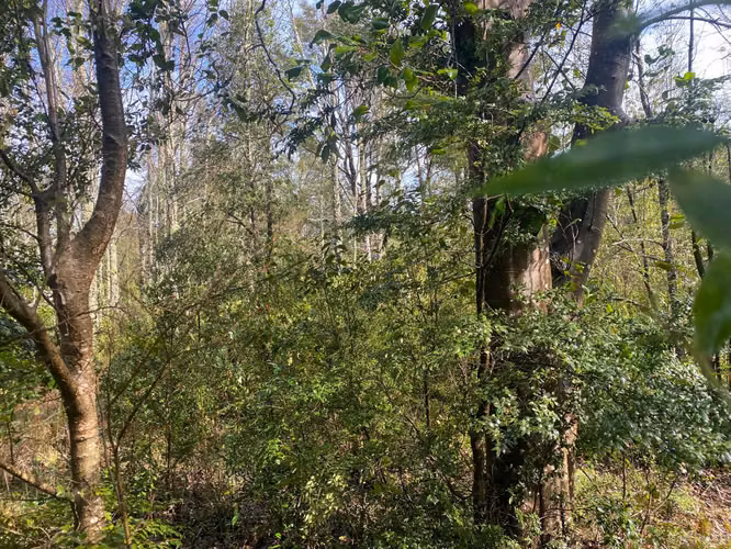 Se vende terreno a 15 kms de  Licán Ray - Imagen 10