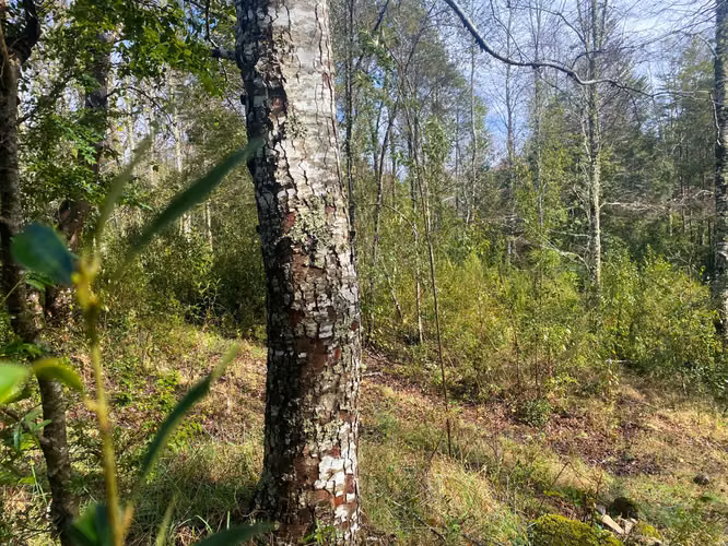 Se vende terreno a 15 kms de  Licán Ray - Imagen 6