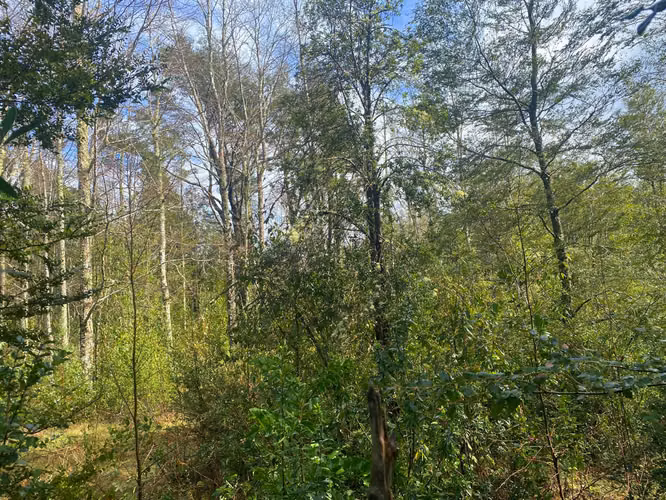Se vende terreno a 15 kms de  Licán Ray - Imagen 5