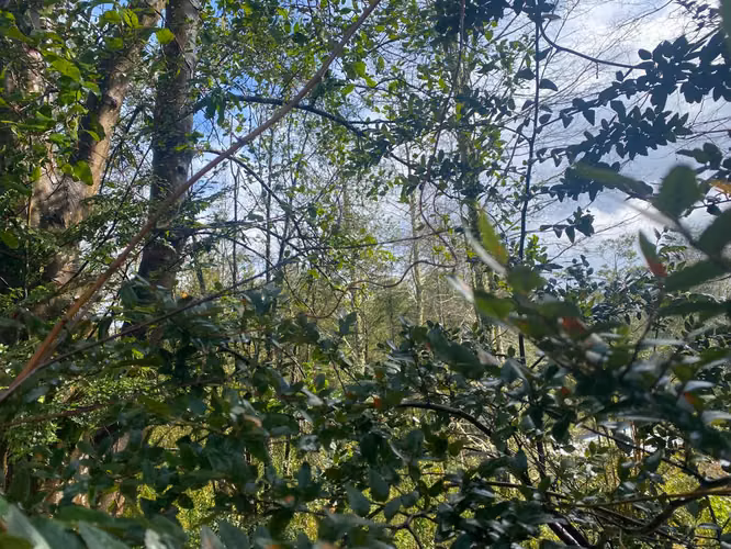 Se vende terreno a 15 kms de  Licán Ray - Imagen 7