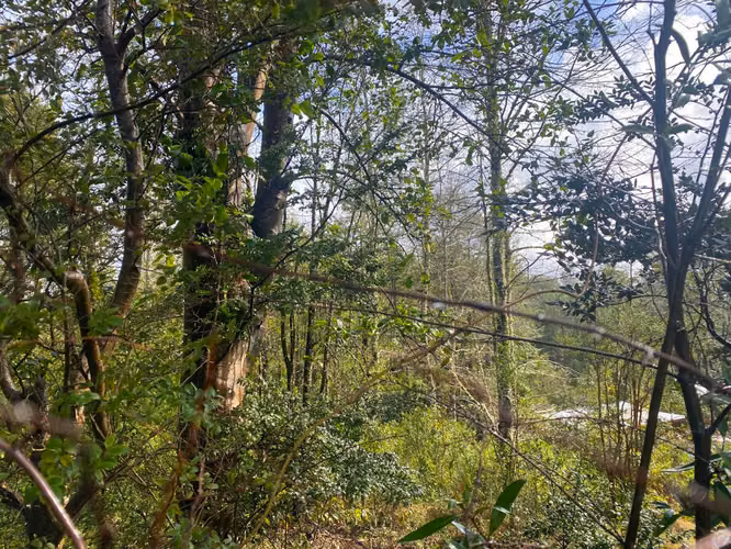 Se vende terreno a 15 kms de  Licán Ray - Imagen 8