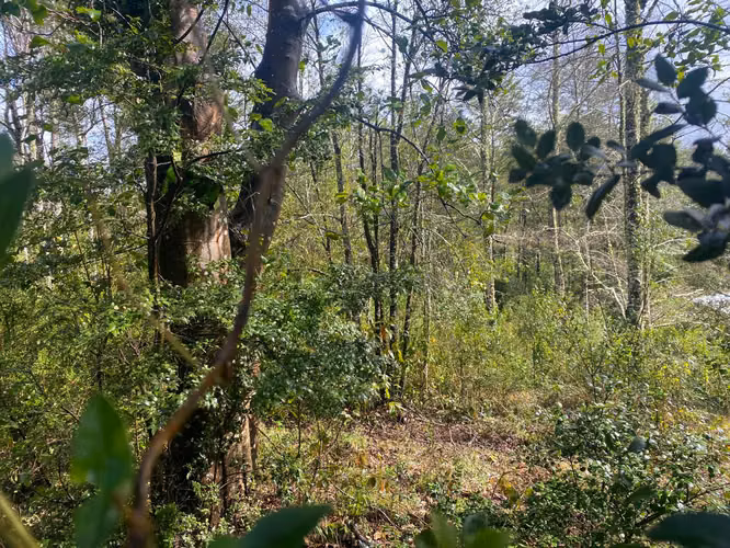 Se vende terreno a 15 kms de  Licán Ray - Imagen 11