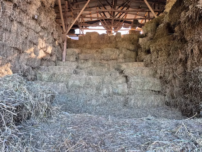 FARDOS DE ALFALFA