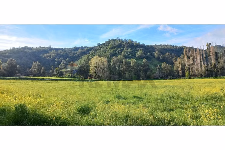 Predio en venta, las cabras (vi region) 92 hás - Imagen 9