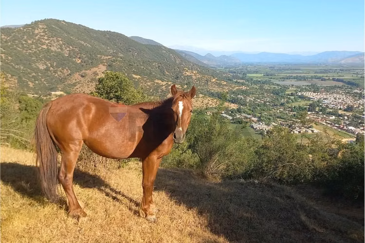 Predio en venta, las cabras (vi region) 92 hás - Imagen 10