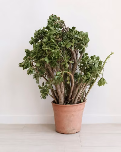 Árbol De Jade Adulto Grande, Varios Troncos + Macetero - Imagen 3