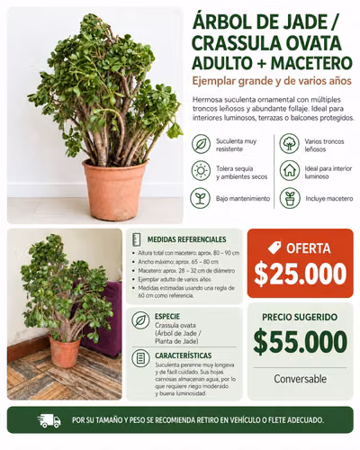 Árbol De Jade Adulto Grande, Varios Troncos + Macetero