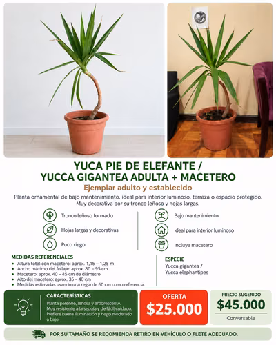 Yuca Pie De Elefante Adulta Grande + Macetero 1,20 M Aprox