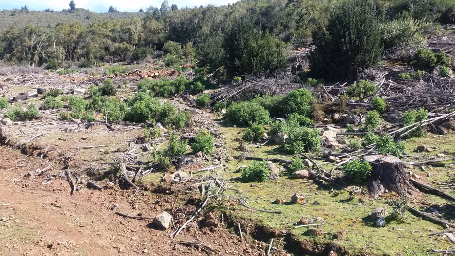 Parcela de 5000 m2 casi plana, con vista, plusvalia