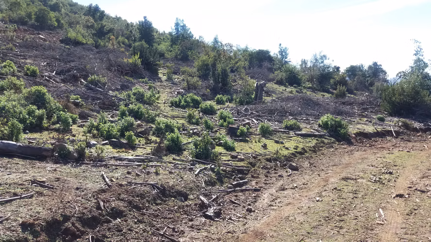 Parcela de 5000 m2 casi plana, con vista, plusvalia - Imagen 3