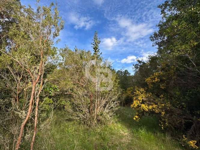 Ruta ensenada, bosque de arrayanes, buena conectividad