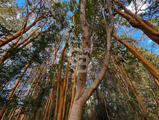 Parcela en ensenada, bosque de arrayanes y conectividad - Imagen 3