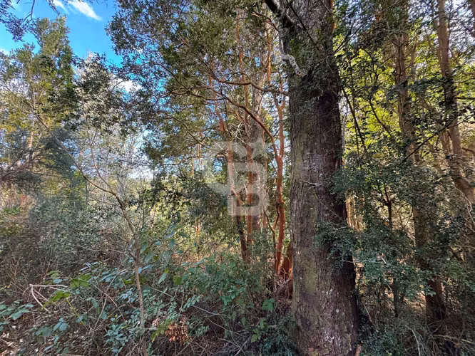 Parcela en ensenada, bosque de arrayanes y conectividad - Imagen 2