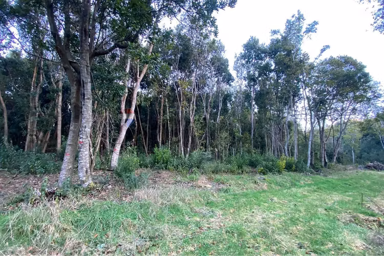 Venta parcela 5.000 m² con acceso a río, pucón