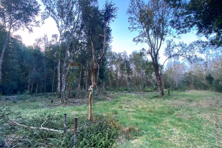 Venta parcela 5.000 m² con acceso a río, pucón - Imagen 10