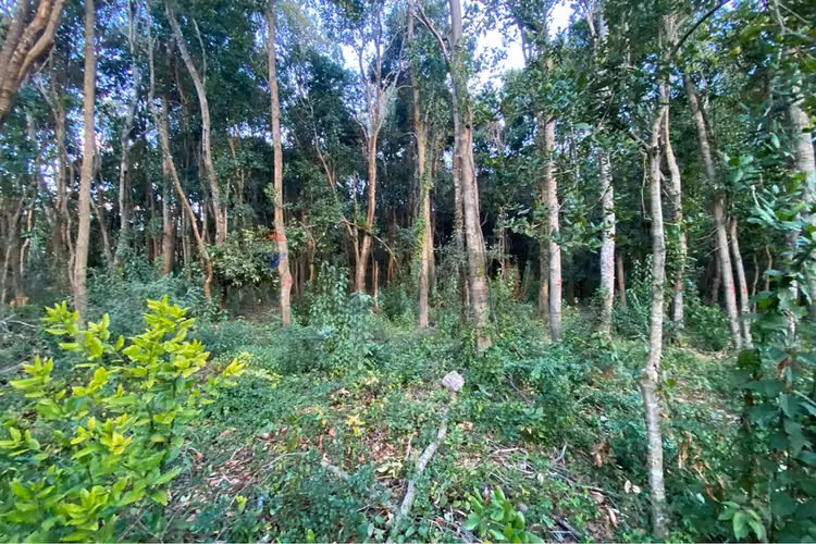 Venta parcela 5.000 m² con acceso a río, pucón - Imagen 9