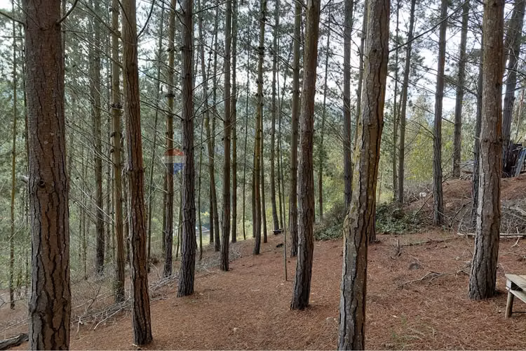 Parcela 5.823 m² en punta de tralca - Imagen 4