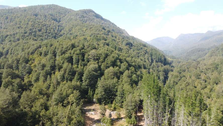 CAMPO FORESTAL MITIGACIÓN CONSERVACIÓN EN QUILACO