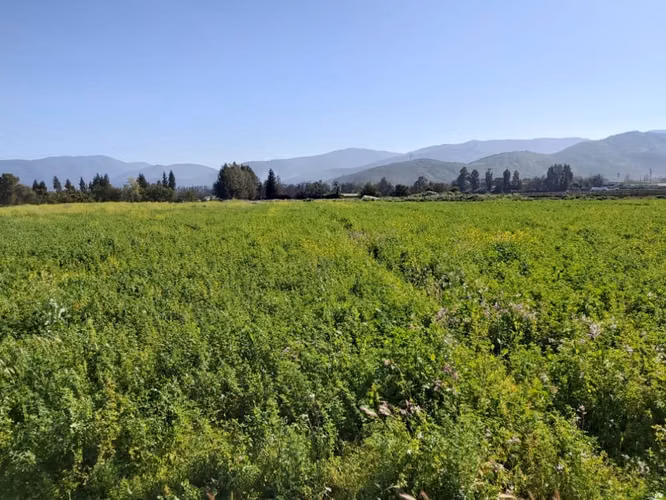 Venta de parcelas  de 5.000 m2, planas, en Nogales. 50 M$