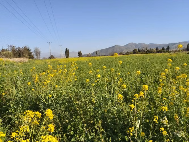 Venta de parcelas  de 5.000 m2, planas, en Nogales. 50 M$