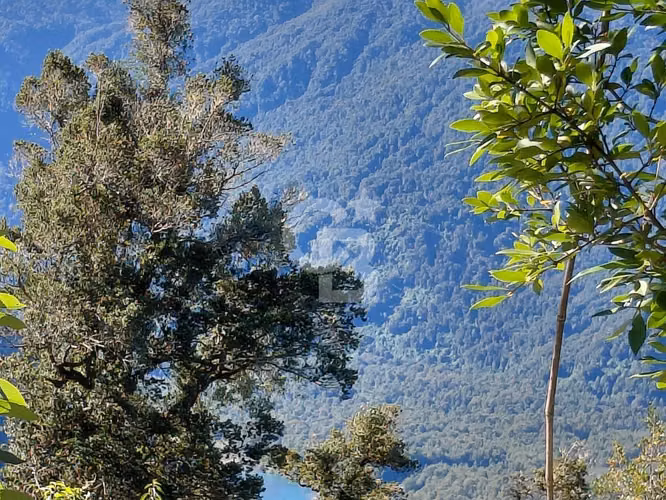 Parcela bosque nativo y conservación, acceso a río petrohue - Imagen 6