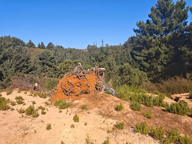 Oportunidad Excelente Terreno De 10.000mts Los Pinos, Reñaca - Imagen 6