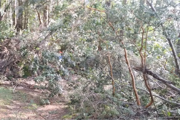 Terreno en bosque pucón los nevados - Imagen 21