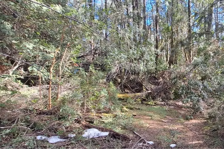 Terreno en bosque pucón los nevados - Imagen 2