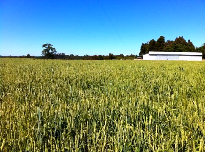 Campo 2,2 ha casa, bodega 246 m2 y agua inscrita