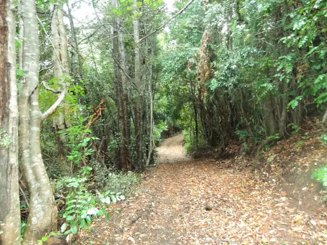 Venta de Fundo en Quilleco Región del Biobio