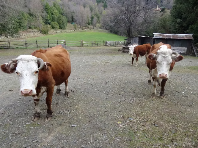 Venta de Fundo en Quilleco Región del Biobio