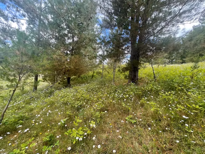 4,49 HECTAREAS EN HUILLINCO LA UNION - Imagen 13