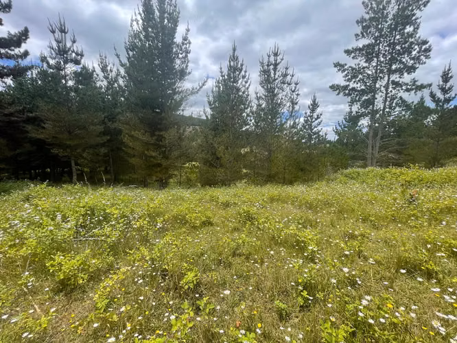 VENTA DE 4,49  HECTAREAS DE TERRENO HUILLINCO LA UNION - Imagen 6